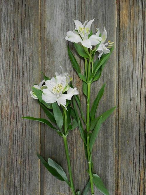 AVALANCHE WHITE ALSTROEMERIA